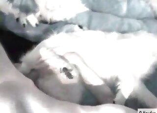 Un chien se fait baiser par un mec sur un canapé et apprécie chaque centimètre de sa bite