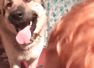 Mature zoophile slut likes to get pounded by her dog from behind