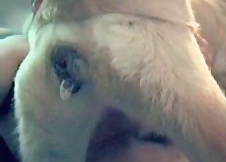 Closeup homemade zoo porn vid of a male pervert fucking a canine