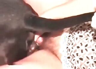 Une salope mûre et sauvage se fait empaler la chatte poilue sur la bite d'un chien