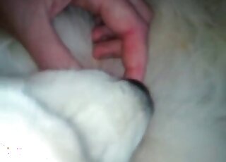 Slut helps a dog to give cunni to another dog and enjoys the process