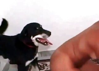 Une brune mince veut que son chien noir la baise tout de suite