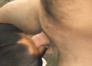 Vidéo porno amateur d'un homme baisant brutalement un chien