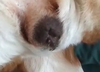 Fluffy dog endures cock of a zoophile guy staying relaxed and immobile