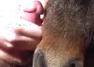 Un mec se branle sur un poney et veut que l'animal reçoive du sperme sur le visage
