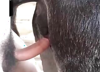 Un mec obsédé par le sexe avec les animaux baise une jument et lui remplit le trou de sperme