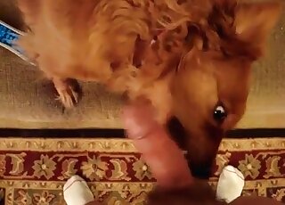 Lovely dog licks cock of a perverted guy giving him tons of pleasure