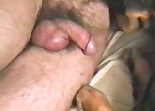 Guy baise son chien avec passion après s'être fait lécher la bite et les couilles