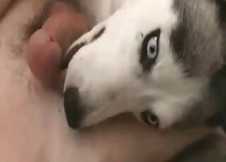 Ce crétin se branle et laisse son chien lui lécher la bite et les couilles