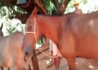 Stallion gets his cock teased by dirty-minded perverts in a hot scene