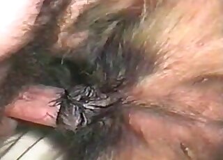 Raunchy zoophile guy inserts his hairy penis in his dog’s juicy pussy