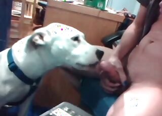 Ce gros chien blanc a hâte de se faire bourrer la gorge par la bite d'un mec