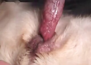 Un amant sexuel animal donne à son chien une séance de sexe intense dans une vidéo de zoophilie