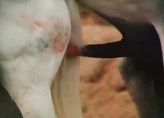 White horse fucks white mare in a kinky nature porn movie in HQ