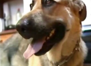 Film porno incroyable avec une MILF qui lèche la bite d'un chien dans la cuisine