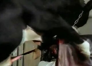 Fetishistic farmer cannot wait to give this animal a gay handjob