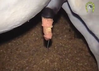 Pénis de cheval frémissant d'excitation et d'orgasmes dans un zoo solo XXX