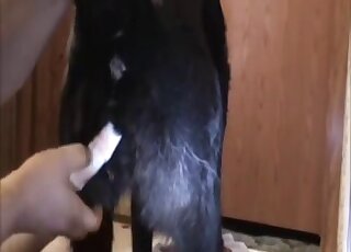 Scène de jeu avec un animal noir et un zoophile assidu