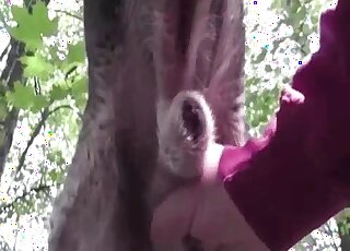 Closeup dog porn movie set outdoors and featuring hot handjobs