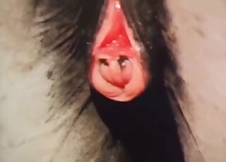 Best zoophilia compilation centering on huge horse dicks in HQ