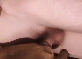 Gros plan d'un film porno avec un chien brun qui veut faire l'amour