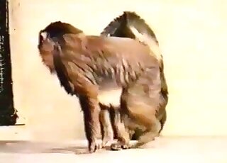 Ape foreplay fucking captured in a vintage zoophile porno here