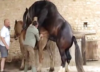 Black stallion is sure to make the brown mare cum in this zoo porno