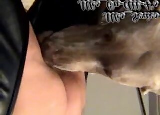 Attractive MILF in ripped pants getting screwed by a nice doggo