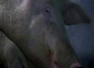 Masked blonde wants to protect herself while fucking a pig in farm XXX