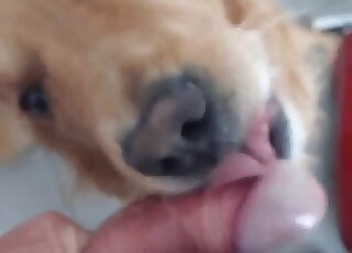 Vidéo de zoophilie avec fellation mettant en scène un chien qui suce des bites avec plaisir