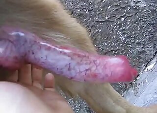 Un animal en chaleur exhibe son pénis rouge dans une vidéo de bestialité en ligne gratuite ici même