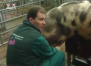 Pig's cock is going to get serviced by a chubby zoophilia addict