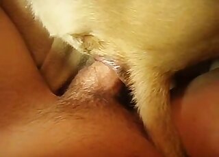 Un mec baise son chien soumis dans une scène de sexe bestiale