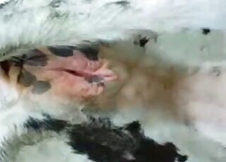 Deliciously wet mare vag showcased up close in a zoo porno film