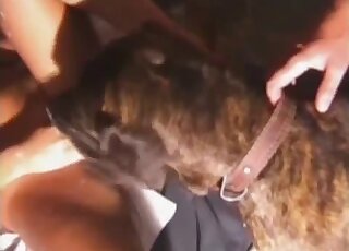 Appealing tanned lady shakes her ass at the dog to tease the beast