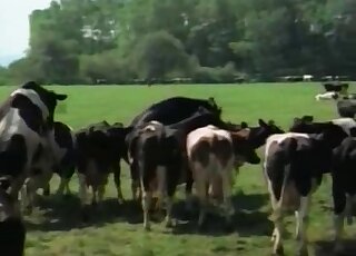 Cow porn mov showing sexy animals flaunting their hot bodies