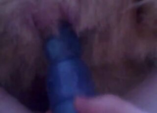 Vidéo d'insertion de gode mettant en scène un zoophile et une chatte de hot-dog