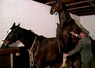 Brown stallion featured heavily in a very arousing zoophile vid