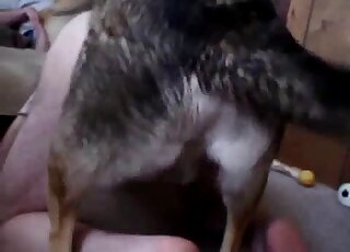 Hot dog with a furry cock fucking zoophile from behind on the floor