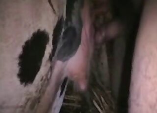 Dude fucking a spotted animal from behind with his hard zoo cock