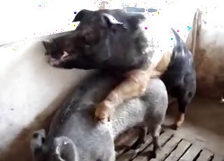 Hot pig fucking experience featuring a real dominant hog from the farm
