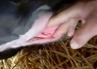 Playing around with animal's pussy in a hot closeup XXX video