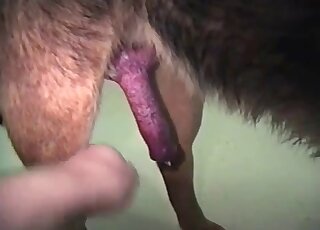 Brown animal with a pretty face enjoys a closeup handjob in a hot vid