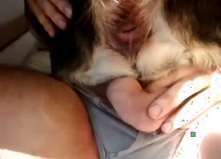 Un godemichet marron est inséré dans l'anus de ce chien dans un porno de zoo à double pénétration
