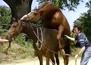Deux chevaux bruns s'adonnent à des ébats en plein air dans un porno en plein air complètement fou