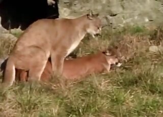 Animals fucking each other to the point of hardcore orgasms in HQ