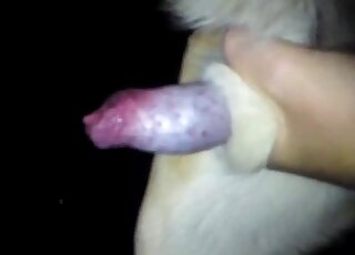 Vidéo en gros plan d'un pénis de chien mettant en valeur un animal sexy en UHD