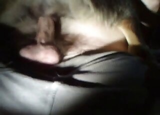 Un homme avec une bite poilue empale la chatte d'une chienne soumise sur son pénis en érection