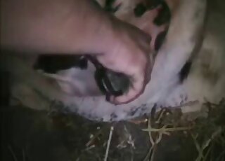 Guy's shiny dildo toy is going to do some damage in this animal's cunt