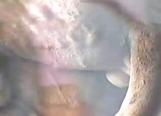 Vidéo en gros plan se concentrant sur une action bestiale qui aboutit à des éjaculations